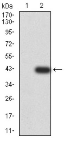 BNIP3 Antibody (6A5F7) - BSA Free, Novus Biologicals 0.1 ml; Unconjugated:Antibodies,